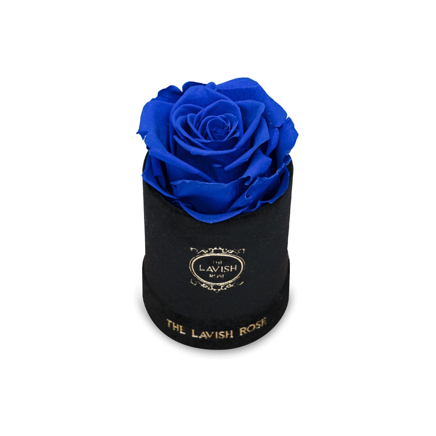 Royal Blue in Mini Black Suede Box