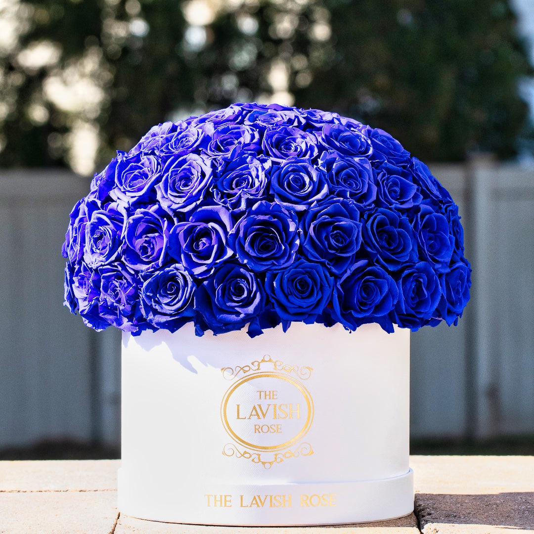 Royal Blue in White Box