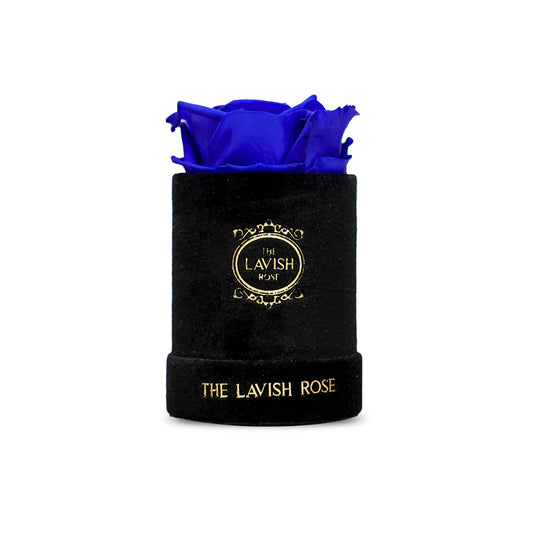 Royal Blue in Mini Black Suede Box