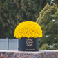 Yellow in Black Box