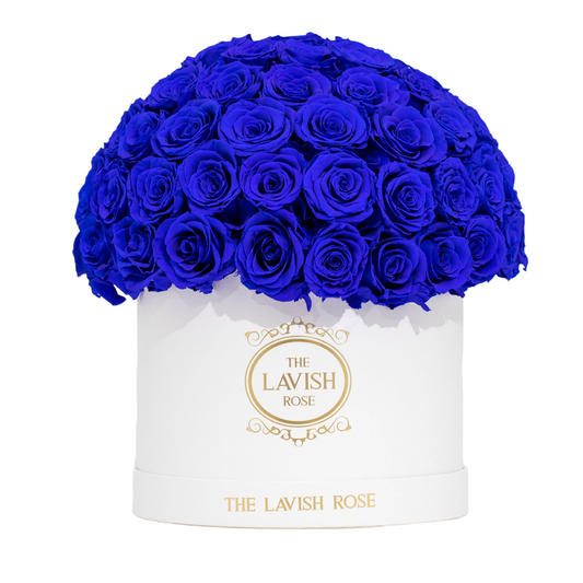 Royal Blue in White Box