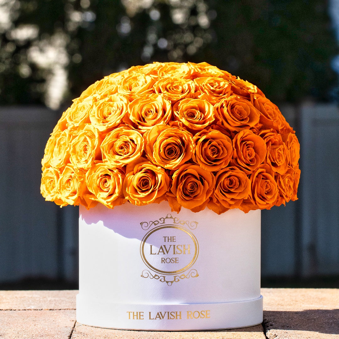 Orange in White Box